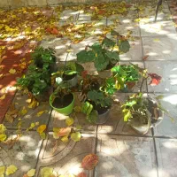 گل آپارتمانی|گل و گیاه طبیعی|سلماس, |دیوار