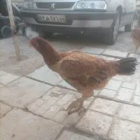 مرغ لاری ومرغ عشق