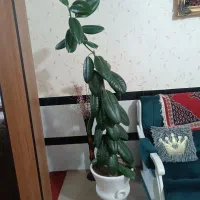گل طبیعی