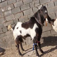 بزغاله پاکستانی|حیوانات مزرعه|تربت جام, جامرود|دیوار