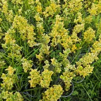 گل های باغچه