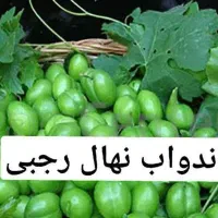 پیشفروش نهال گوجه سبز سردرود|خدمات باغبانی و درختکاری|خاروانا, |دیوار