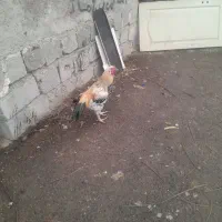 خروس آمریکایی