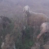 قیمت ۲۵۰۰۰۰۰۰۰