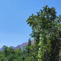 فروش ملک بردسیر ورودی بیدخوان