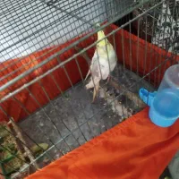 عروس هلندی|پرنده|پیشوا, |دیوار