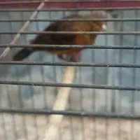 مادهای سرخ قناری|پرنده|بندر ماهشهر, |دیوار