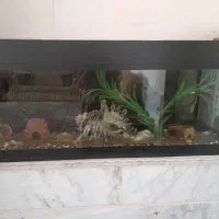 آکواریوم سالم