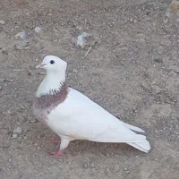 کبوتر طوقی