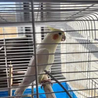 عروس هلندی نر