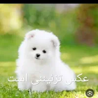 سگ پیدا شده در خیابان هادی ساعی