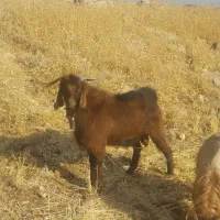 سابرین