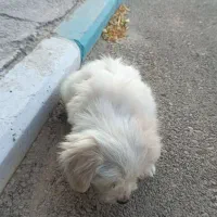 سگ اشپیتز|سگ|پرند, فاز ۶|دیوار