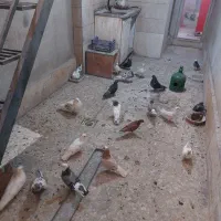 فروش کبوتر پرشی