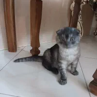 گربه خانگی|گربه|مشهد, رضاشهر|دیوار