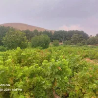 فروش ۲۰۰۰ متر باغ انگوری تنگو(شهرک پردیس)|فروش زمین و ملک کلنگی|شیراز, رکن‌آباد|دیوار