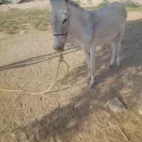 الاغ نر|حیوانات مزرعه|شبانکاره, |دیوار