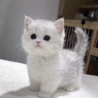 گربه بریتیش