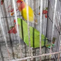 طوطی برزیلی|پرنده|ساوه, |دیوار