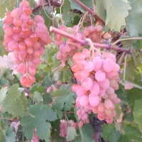 انگورسرخ شاهرودی بالای ۵تن