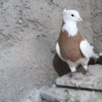 کفتر|پرنده|مشهد, شهرک امام هادی (شهرک غرب)|دیوار