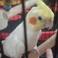 عروس هلندی