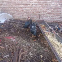 لار یک|حیوانات مزرعه|مشکین‌دشت, |دیوار