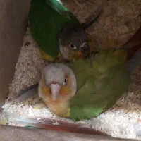 جفت یک و نیم ساله،به همراه ۴ عدد جوجه