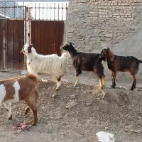 دورگ بزغاله ماده 8