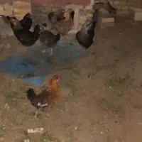 مرغ عربی تخم گذار