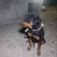 سگ روتوایلر ماده|سگ|ازنا, |دیوار