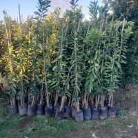 انواع نهال سیاه ریشه ومرکبات