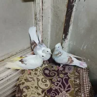 کفتر‌گرفتنی‌کبکی۲۰تا
