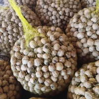 گردو خشک امسال پوست کاغذی