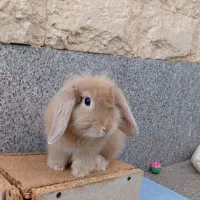 خرگوش لوپ همراه با یونجه