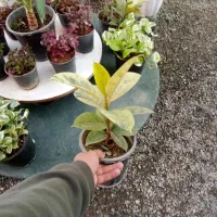 بار جدید انواع گلهای آپارتمانی|گل و گیاه طبیعی|بیرجند, |دیوار