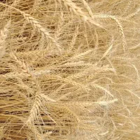 گندم دیم پراو