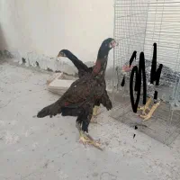 جوجه مرغ لاری اوشاموافغان|حیوانات مزرعه|یزد, |دیوار