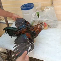 خروس سیاه زیبا نژاد دار