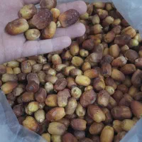 قصب سایز متوسط پاک شده فراشبند طعم و شهد بدون رقیب|خوردنی و آشامیدنی|شیراز, فرهنگیان|دیوار