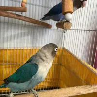 طوطی برزیلی فیشر|پرنده|شهریار, شهریار|دیوار