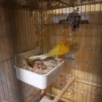 جوجه ونروماده قناری