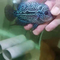 ماهی فلاور|ماهی|اصفهان, بهارستان|دیوار