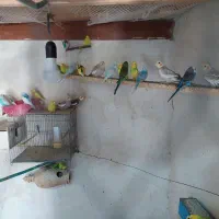 مرغ عشق|پرنده|عجب شیر, |دیوار