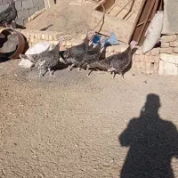 بوقلمون و مرغ|حیوانات مزرعه|گلپایگان, |دیوار