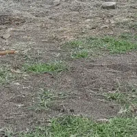 بذره یونجه ۳کیلو کیلویی ۱ملیون ۱۰۰