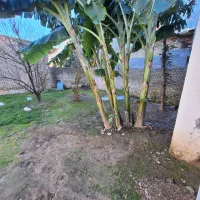 خانه و مغازه ۵کیلومتری دریا|فروش خانه و ویلا|طبقده, |دیوار