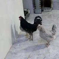 مرغ طوسی با خروس