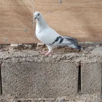 فروش شامی نر|پرنده|شیراز, درکی|دیوار