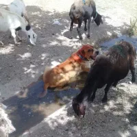 سگ نصل دارخراسانی دهن پاک